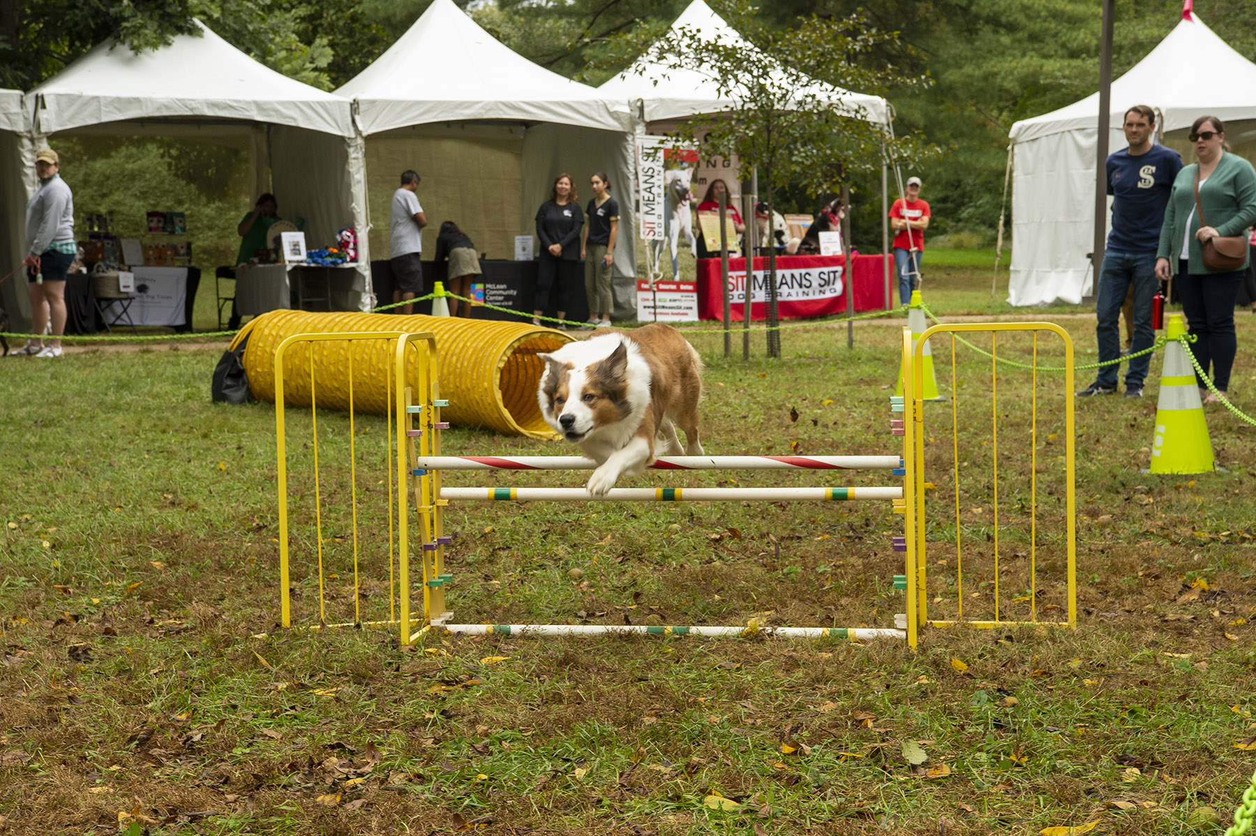 II. Different Types of Dog Sports Competitions