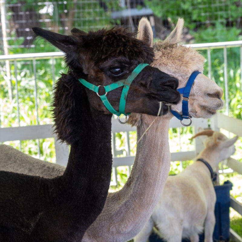 469_McLean_Day_Saturday2025