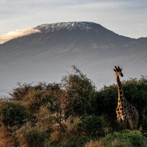 Mountain on African safari landscape with giraffe
