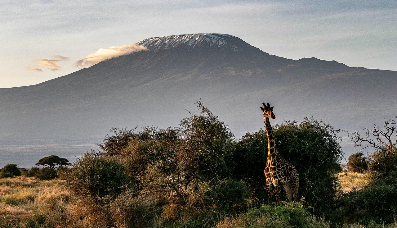 Mountain on African safari landscape with giraffe