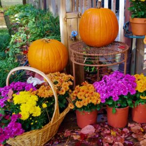Pumpkins and mums