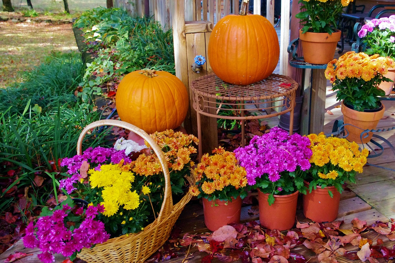 Pumpkins and mums